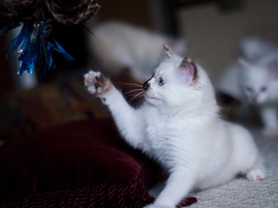 Ragdoll kitten - female blue lynx