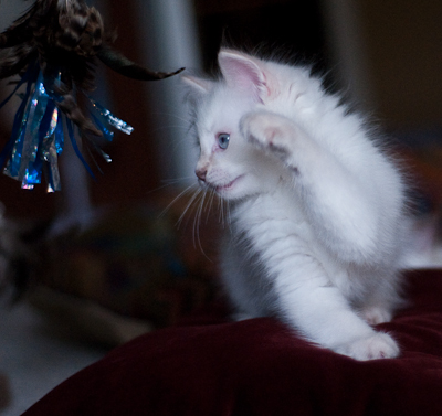 Ragdoll kitten - female seal point