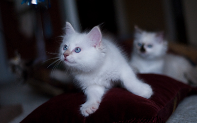 Ragdoll kitten - female seal point