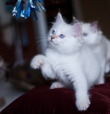 Ragdoll kitten - female seal point