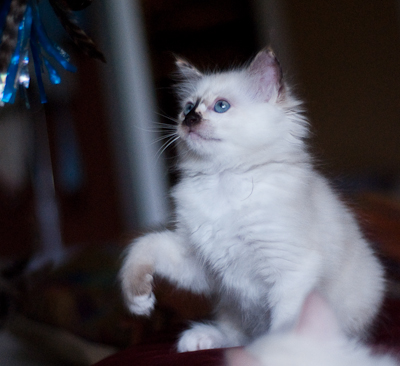 Ragdoll kitten - female blue lynx