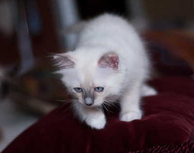 Ragdoll kitten - female seal point