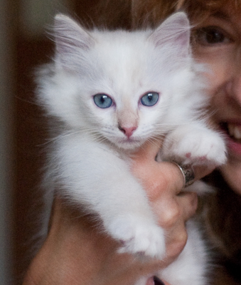 Ragdoll kitten - female blue lynx