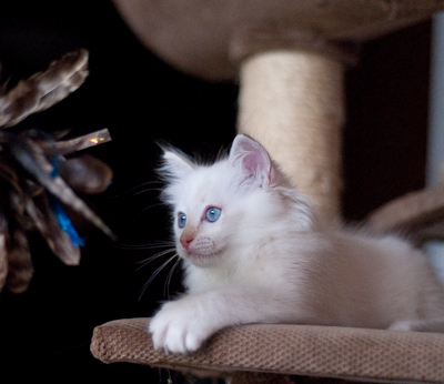 Ragdoll kitten - female blue lynx