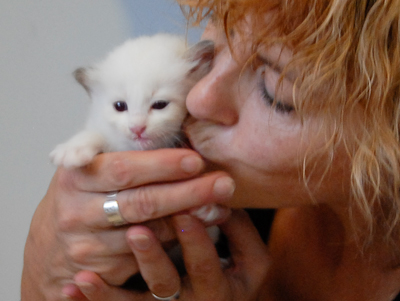 Ragdoll kitten - female blue lynx