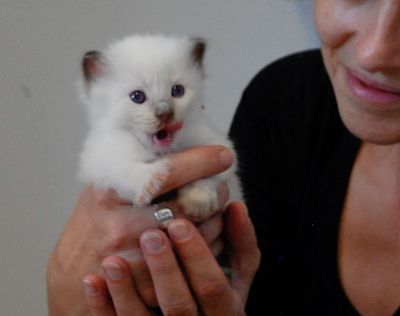 Ragdoll kitten - female blue lynx