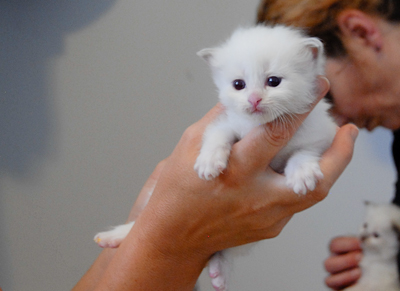 Ragdoll kitten - female blue lynx