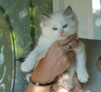 'pink' ragdoll kitten