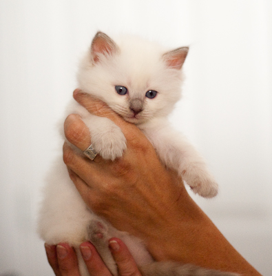 ragdoll kitten