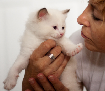 ragdoll kitten