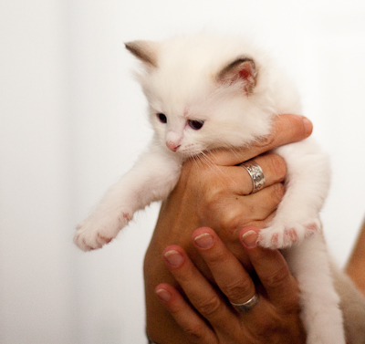 'pink' ragdoll kitten