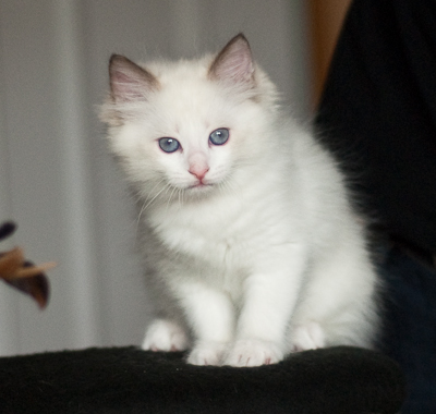 'pink' ragdoll kitten