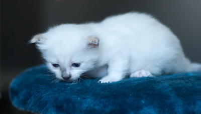 Ragdoll kitten - female blue lynx