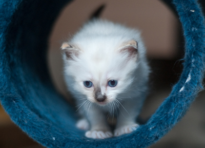 Ragdoll kitten - female blue lynx