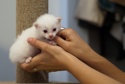 Ragdoll kitten - male seal point