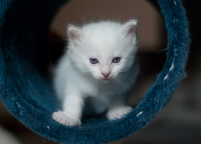 Ragdoll kitten - male seal point