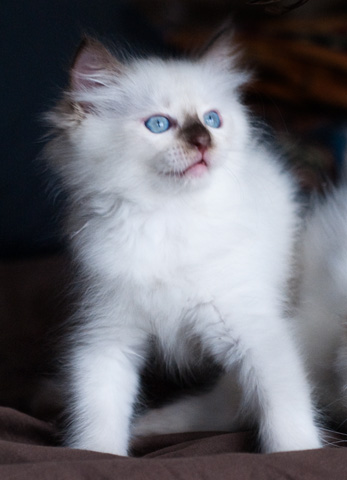 Ragdoll kitten - female seal point