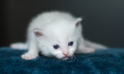 Ragdoll kitten - female blue lynx