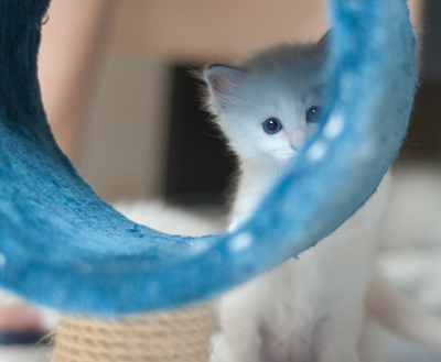 Ragdoll kitten - female blue lynx