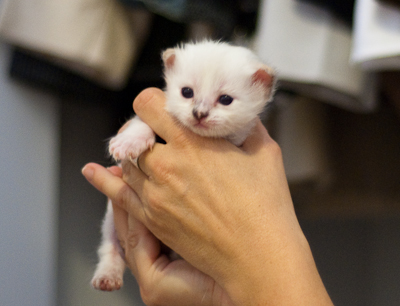 Ragdoll kitten