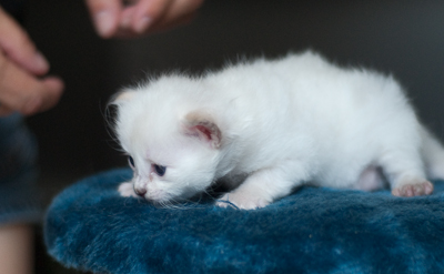 Ragdoll kitten