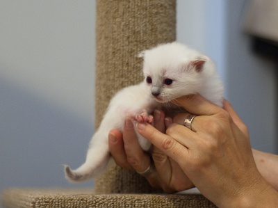 Ragdoll kitten - female seal point