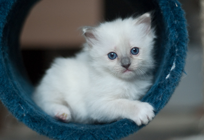 Ragdoll kitten - female seal point