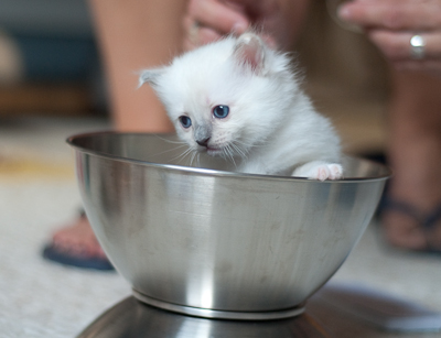 Ragdoll kitten - female seal point