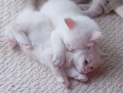 Ragdoll kitten - female seal point