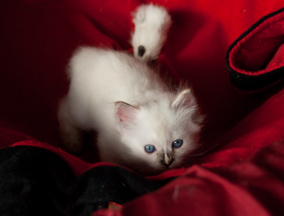 Ragdoll kitten