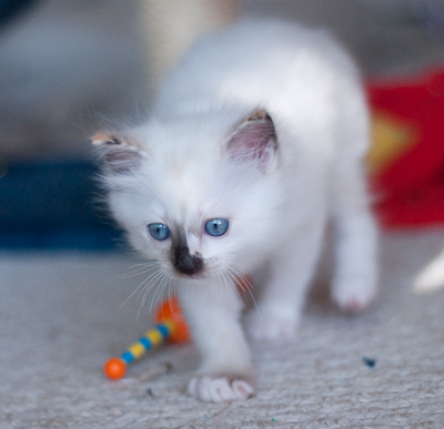 Ragdoll kitten - female blue lynx