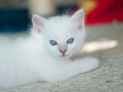 Ragdoll kitten - female blue lynx