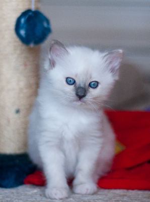 Ragdoll kitten - female seal point