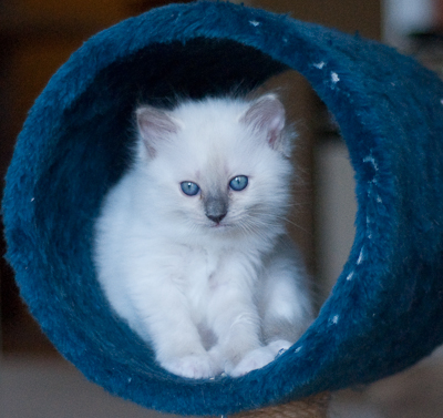 Ragdoll kitten - female seal point