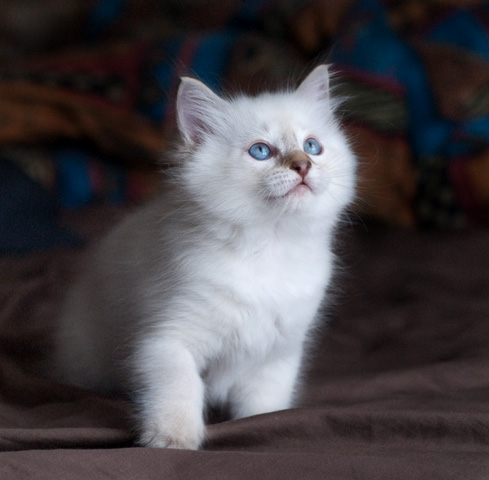 Ragdoll kitten - Female seal lynx